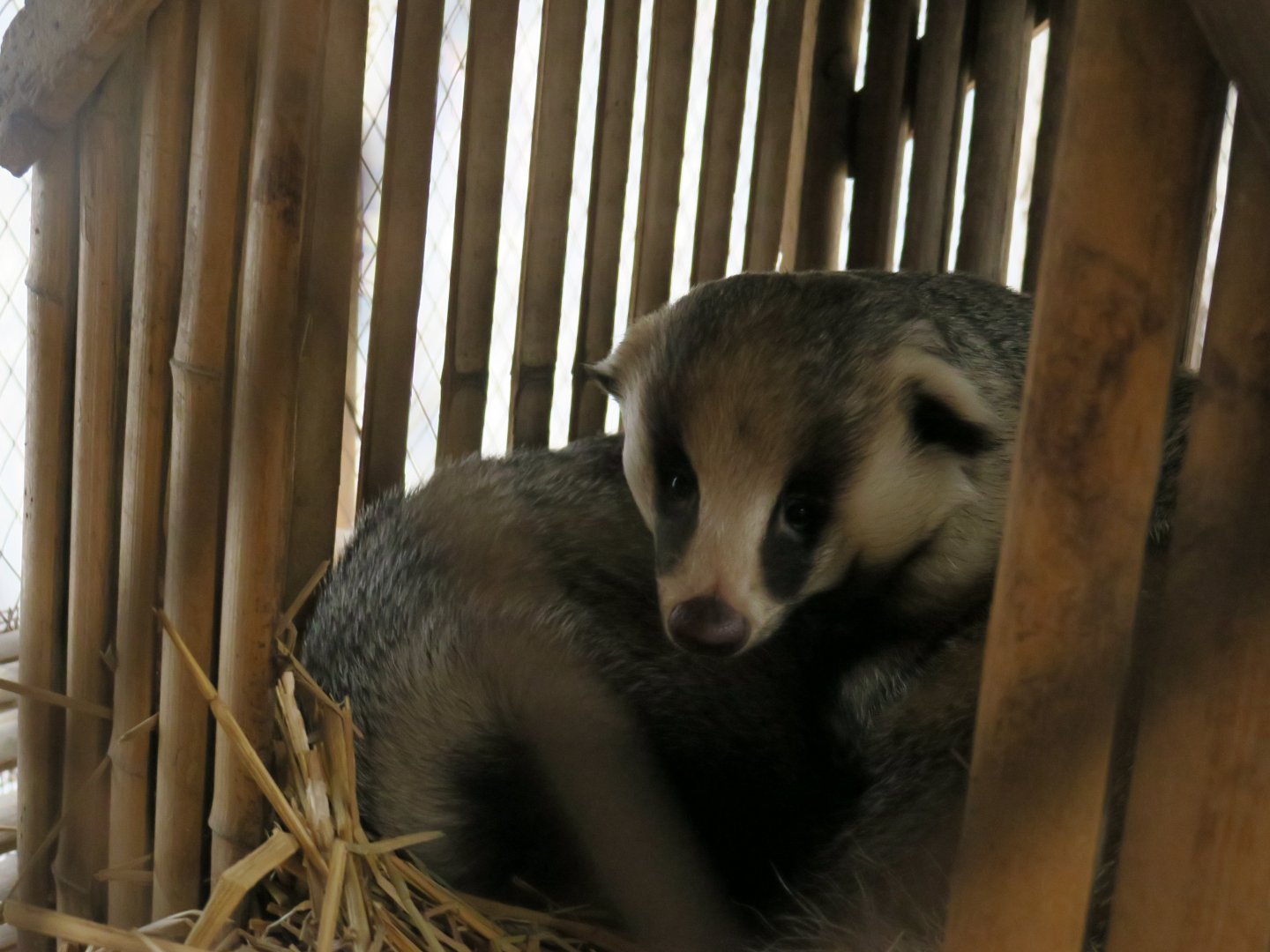 Asian badger (Meles leucurus)