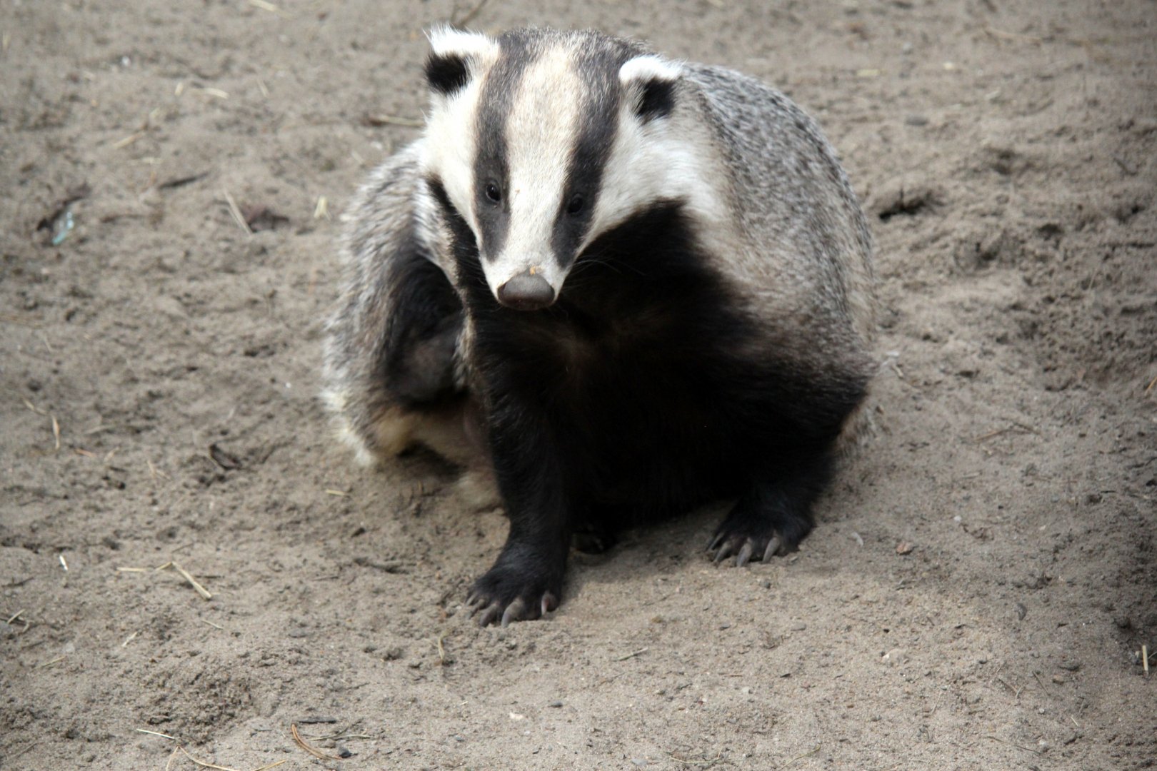 Asian badger (Meles leucurus)