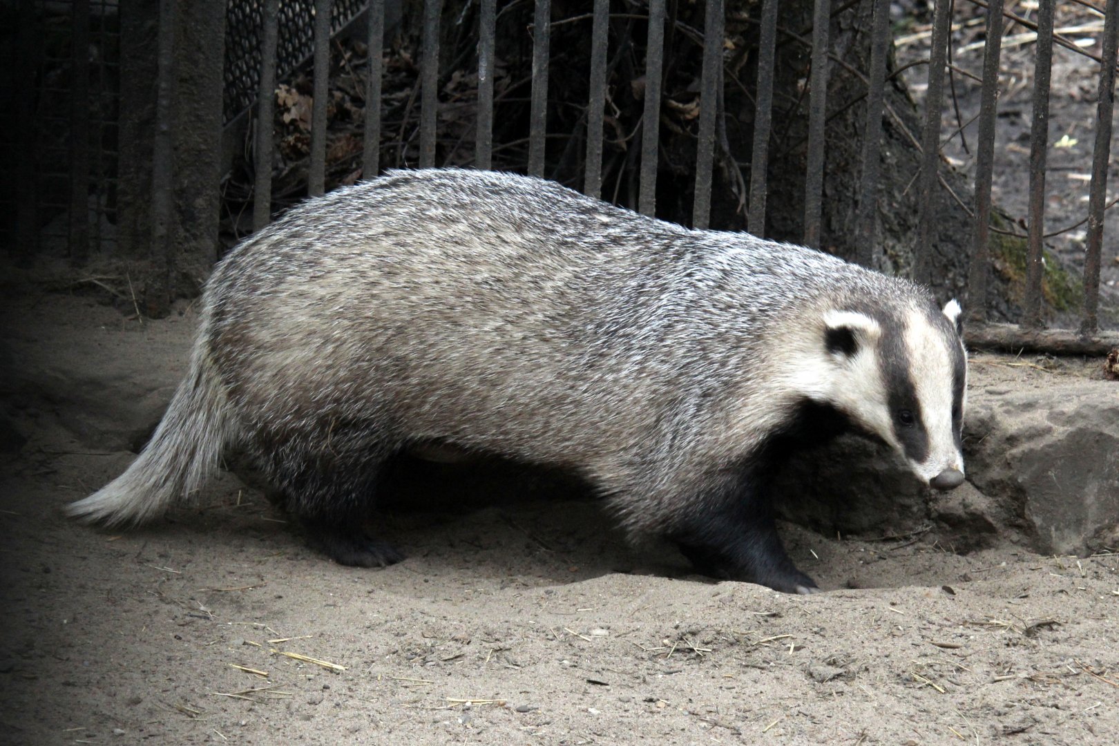 Asian badger (Meles leucurus)