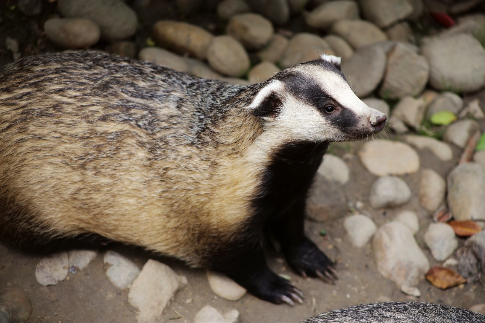 Asian Badger (Meles leucurus)