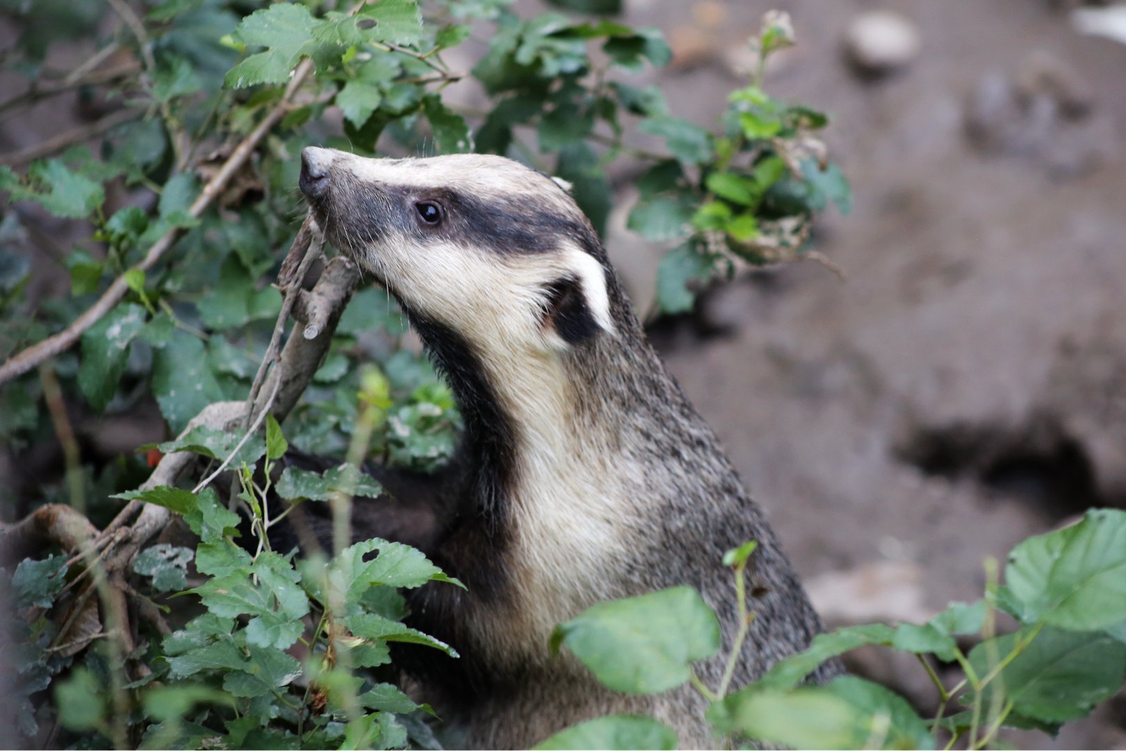 Asian Badger (Meles leucurus)