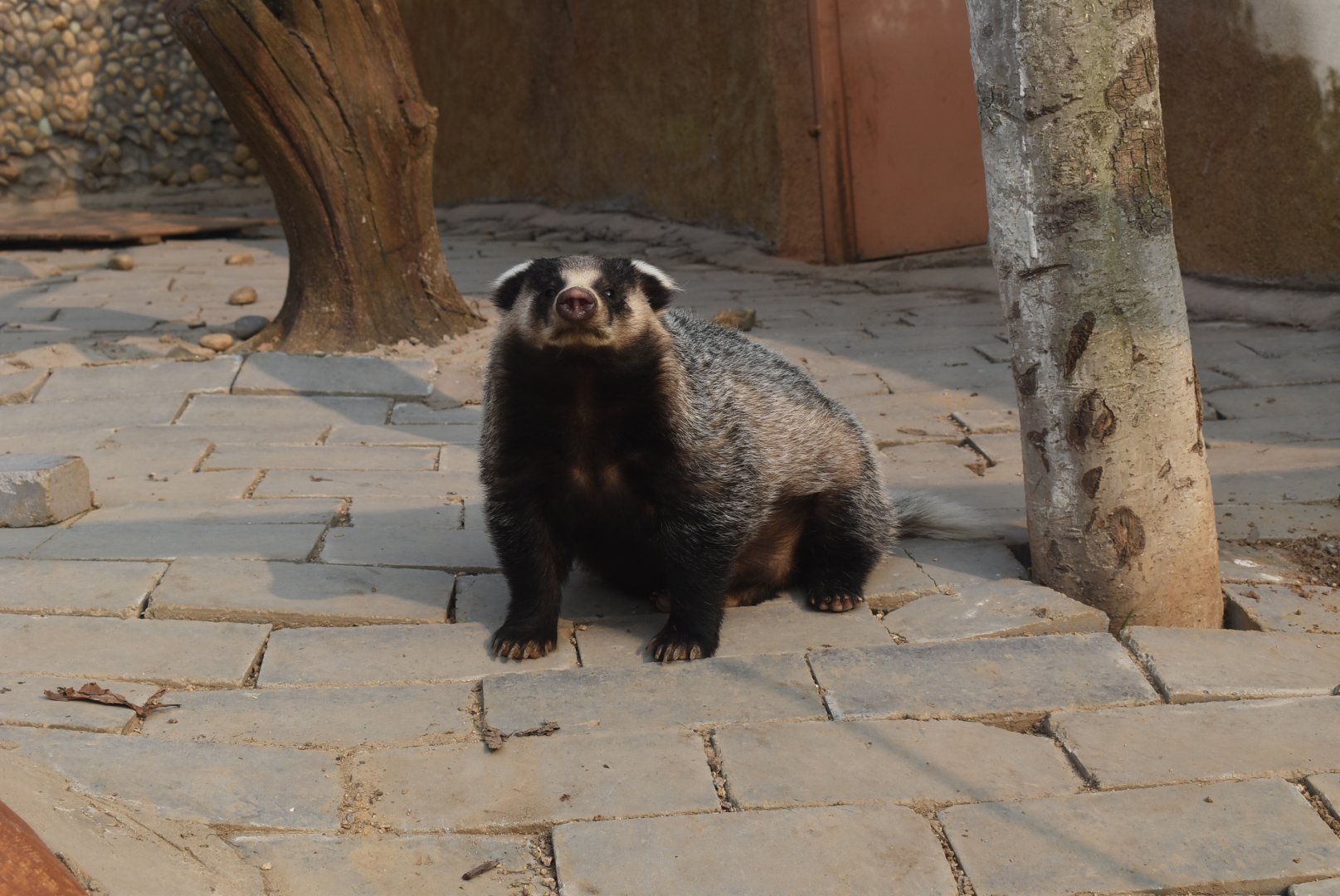 Asian badger (Meles leucurus)