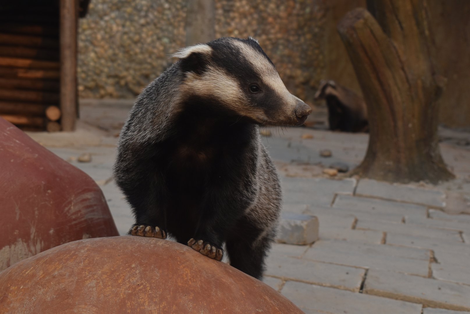Asian badger (Meles leucurus)