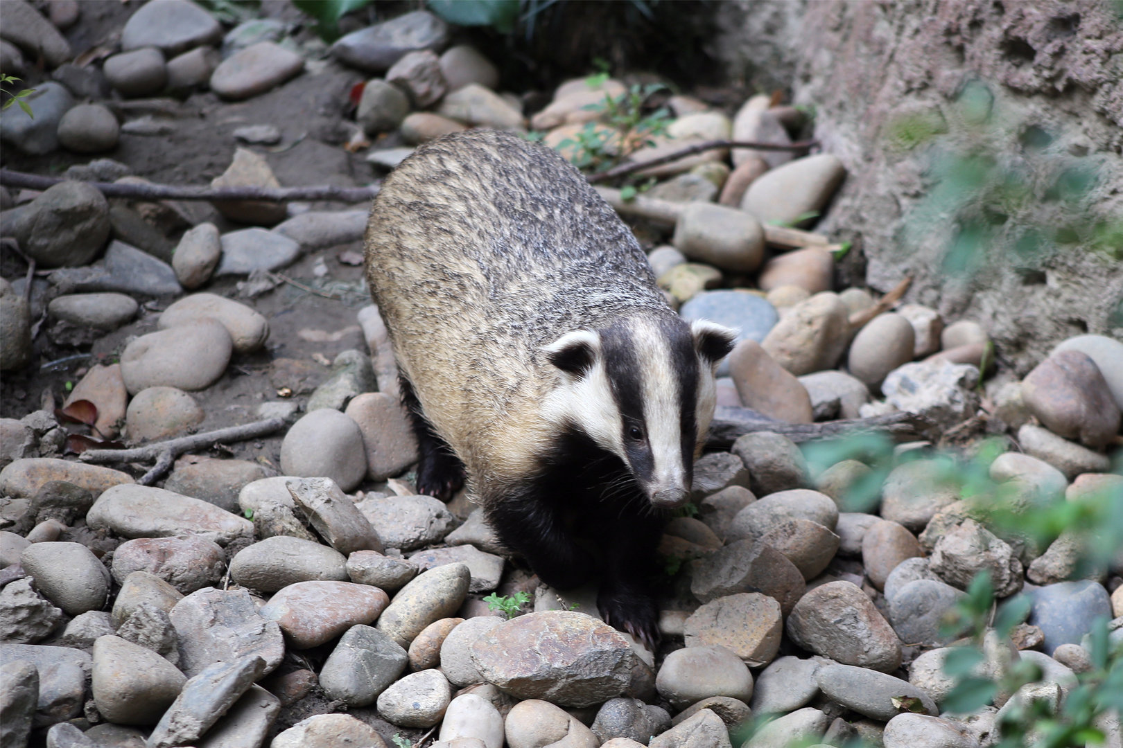 Asian Badger (Meles leucurus)
