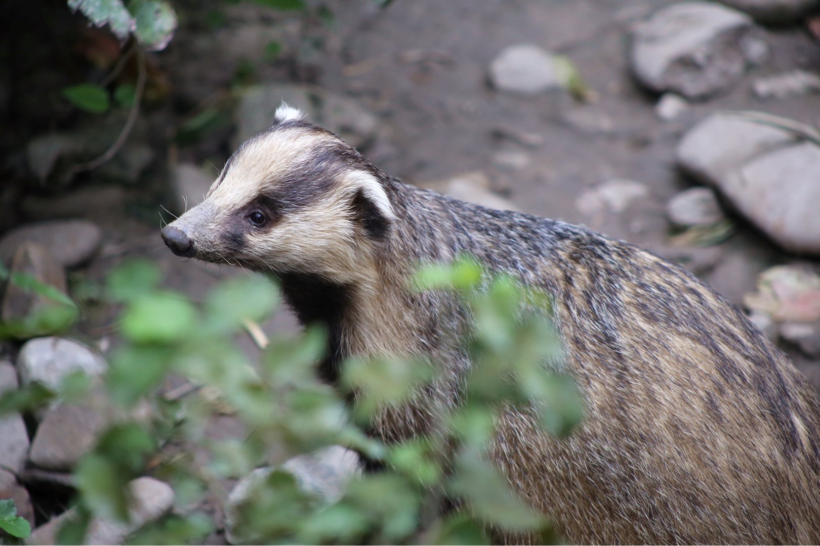 Asian Badger (Meles leucurus)