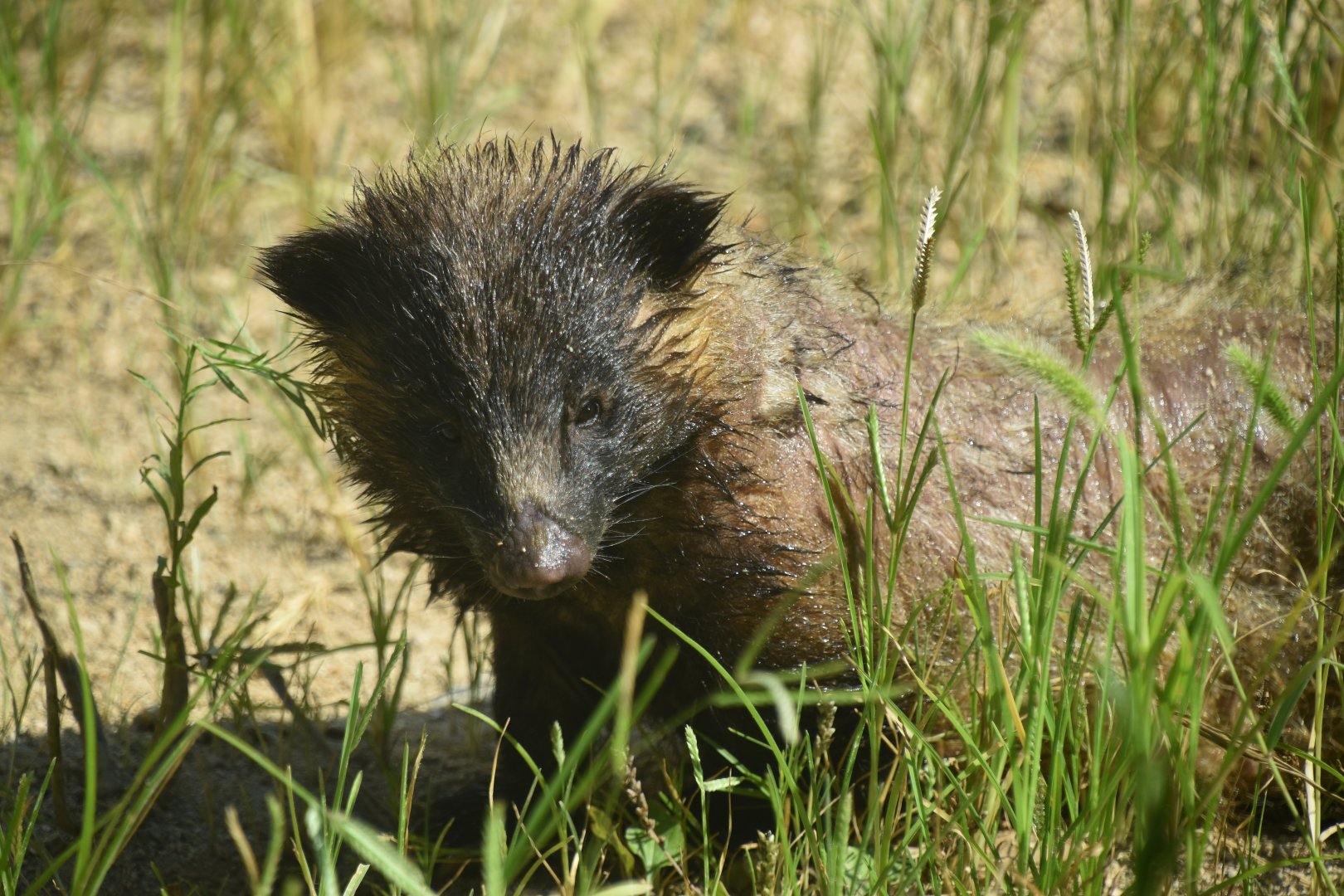 Asian badger, Meles leucurus