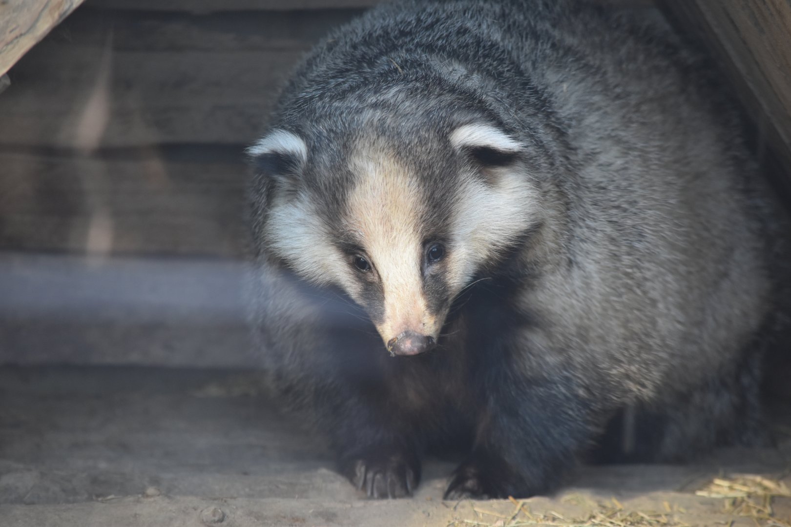 Asian badger (Meles leucurus)