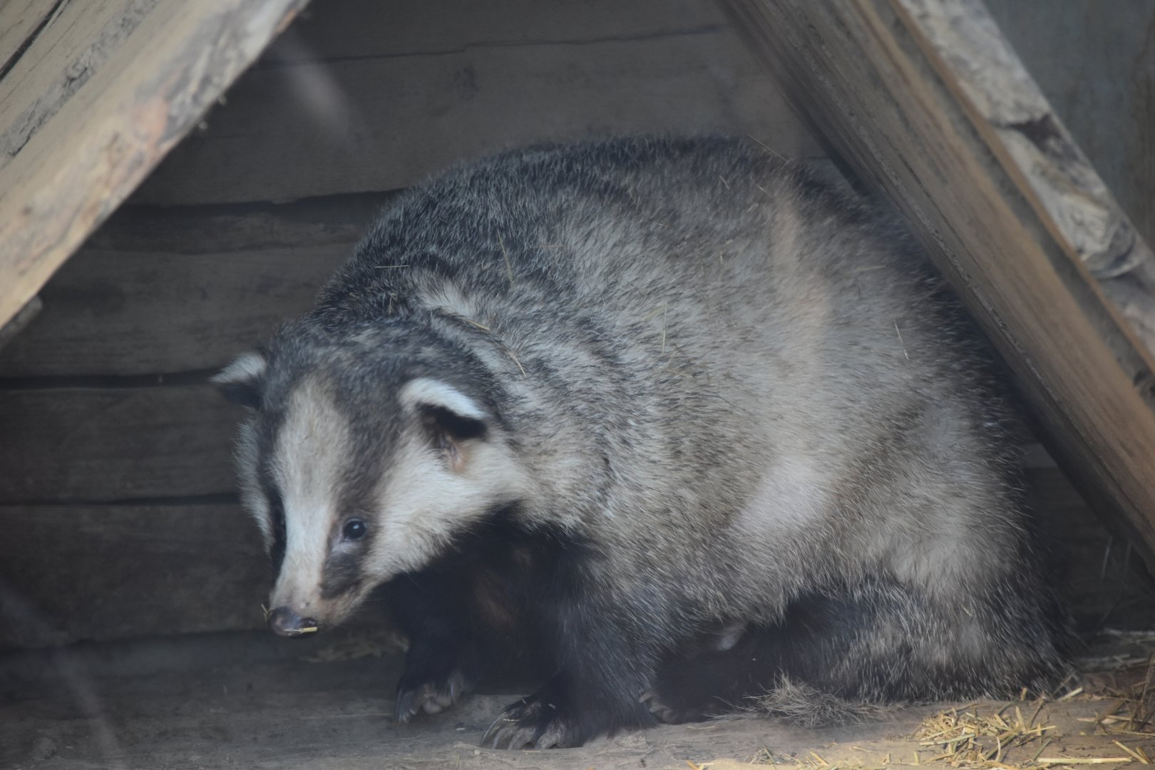 Asian badger (Meles leucurus)