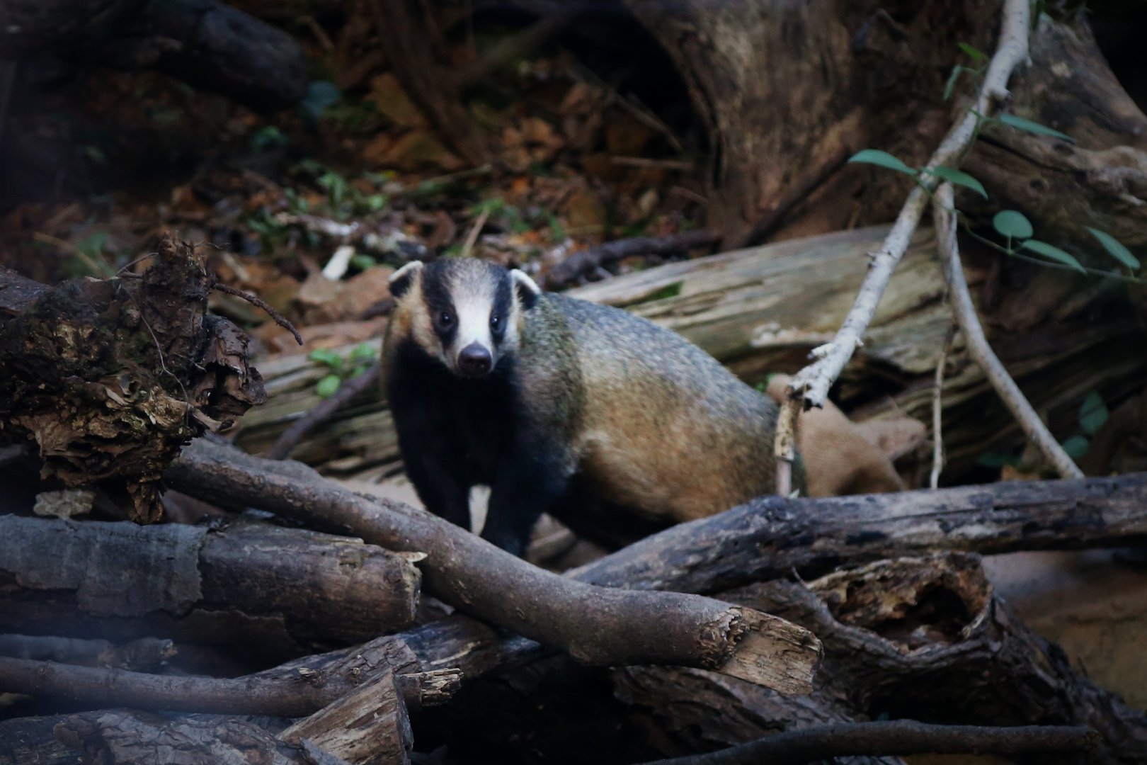 Asian Badger (Meles leucurus)