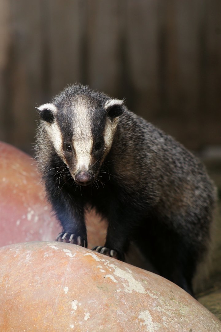 Asian Badger (Meles leucurus)