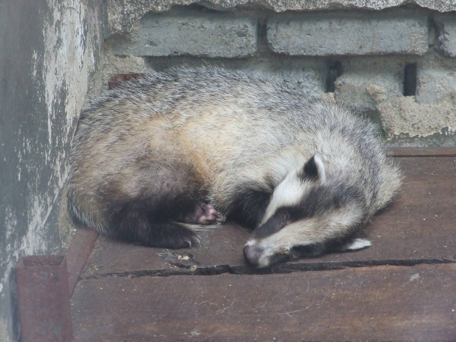 Asian badger