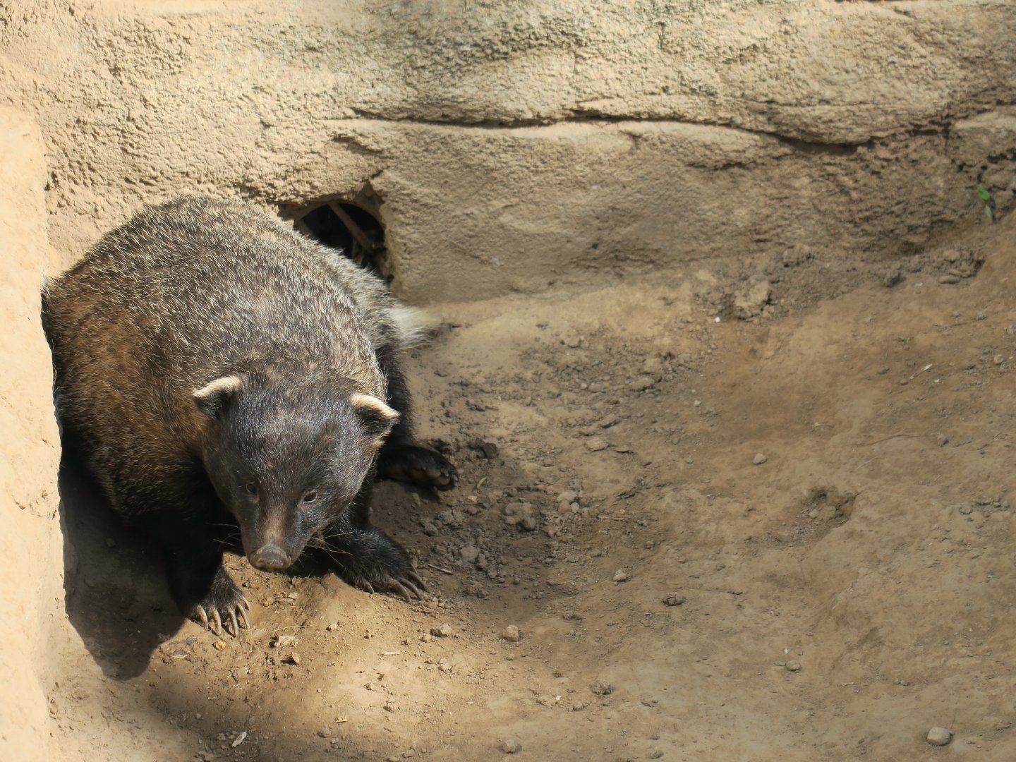 Asian badger