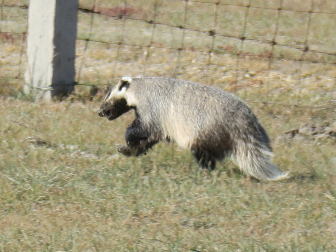 Asian badger