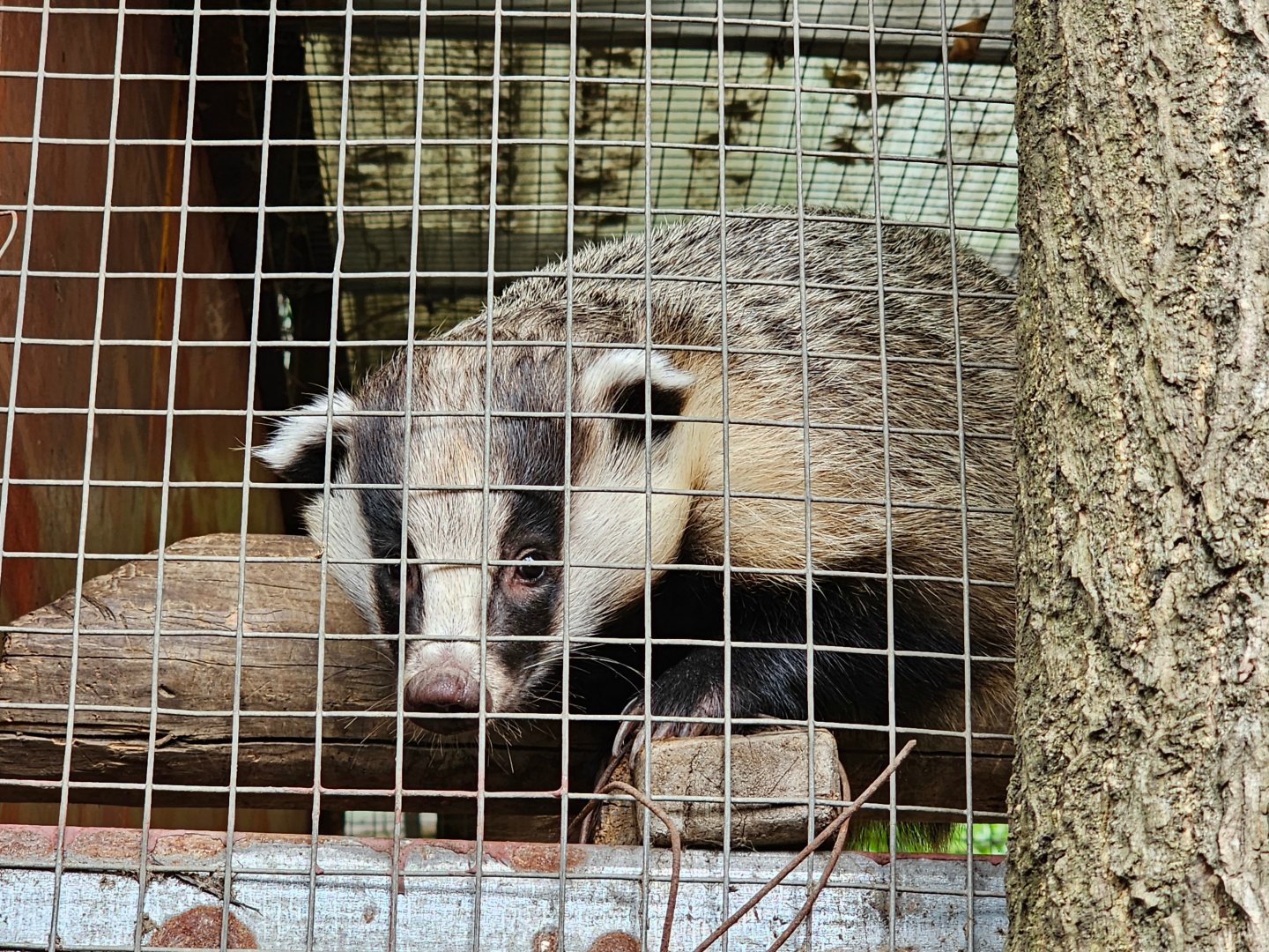 Asian Badger