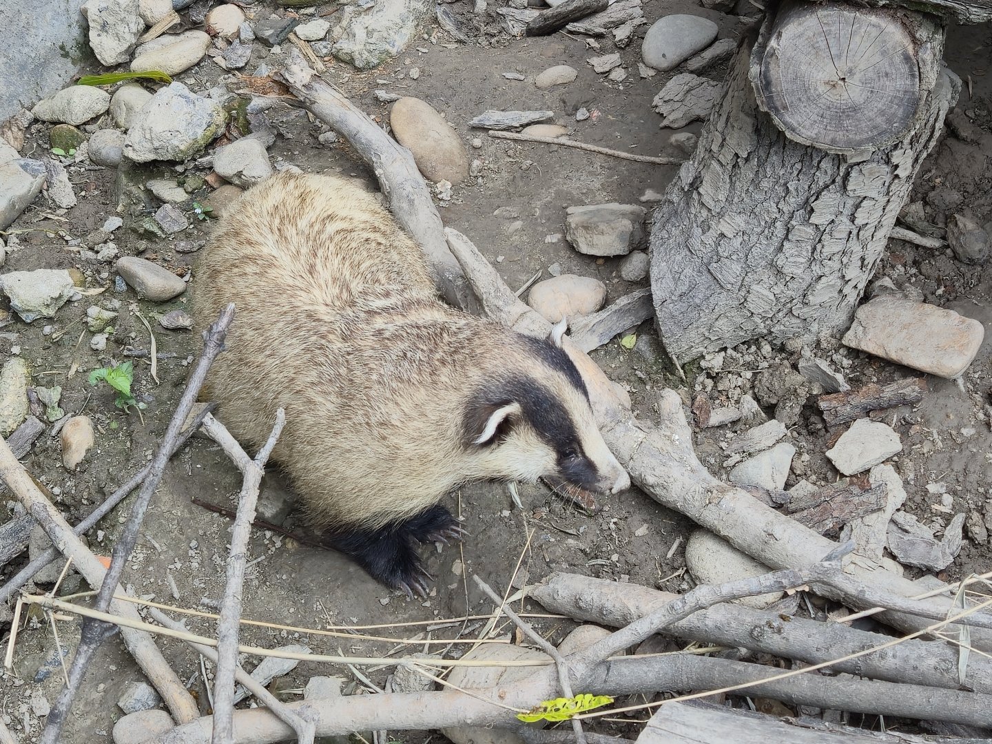 Asian Badger