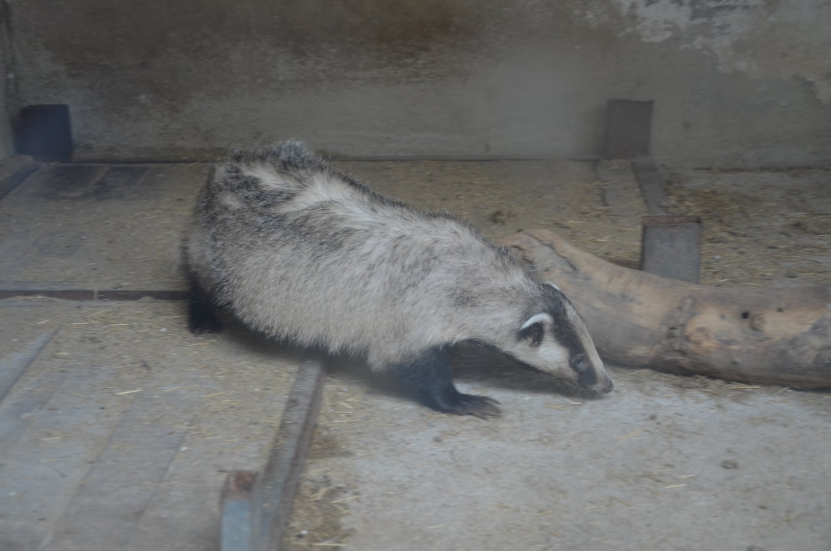Asian badgers ,Meles leucurus