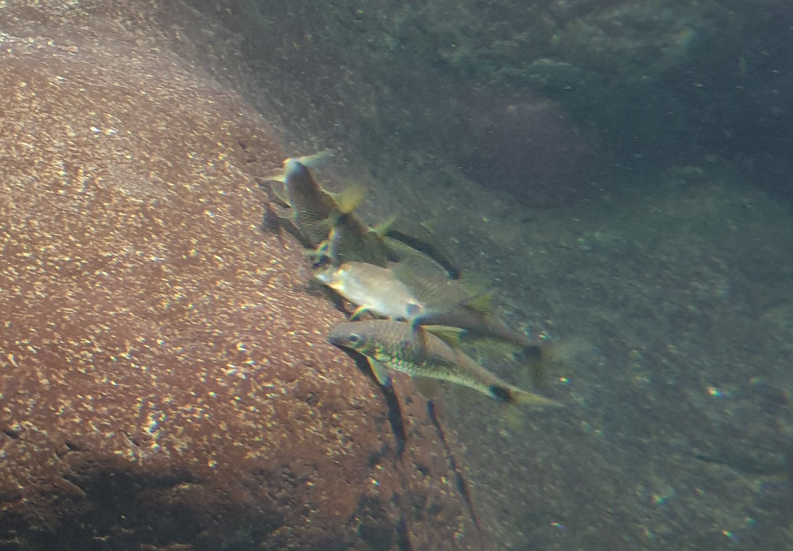Asian barb-species ID