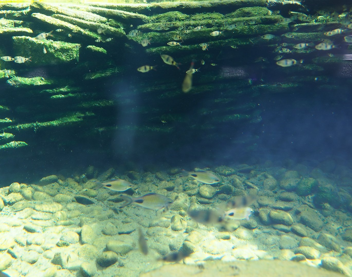 Asian barb species in new juvenile gharial exhibit, 2022-06-28