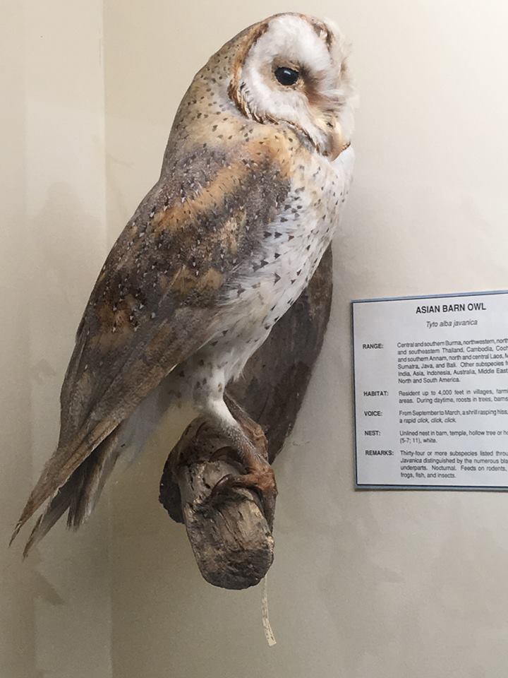 Asian barn owl (Tyto alba javanica)