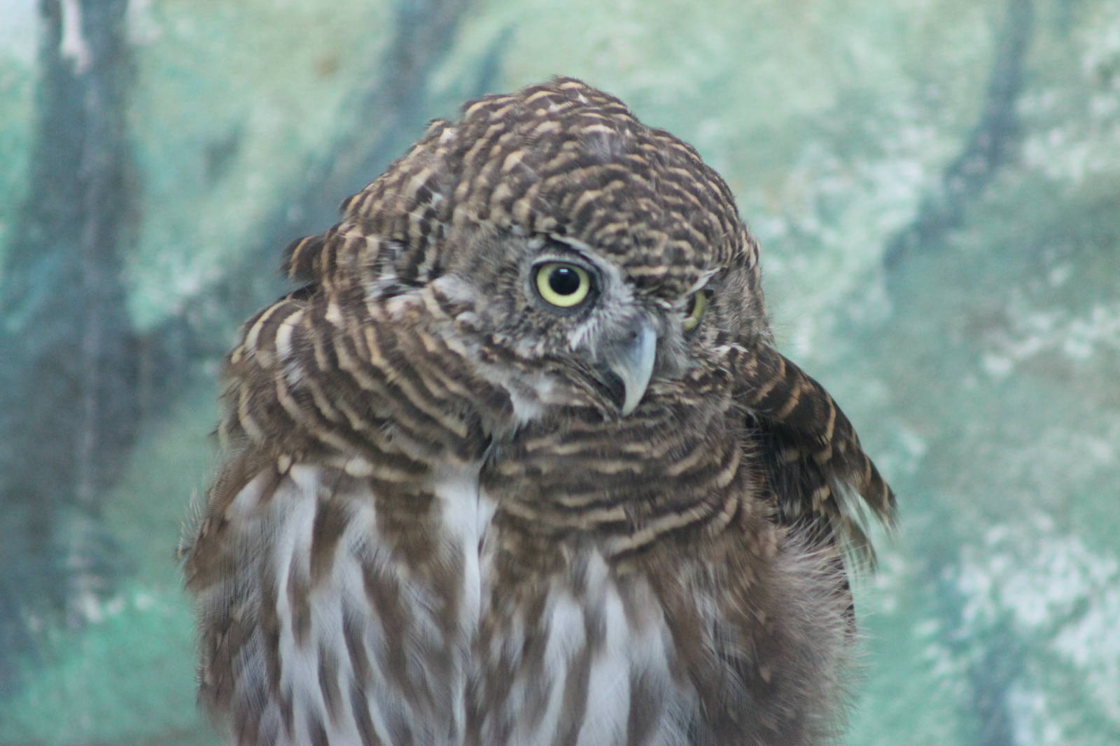 Asian barred owlet (Glaucidium cuculoides)