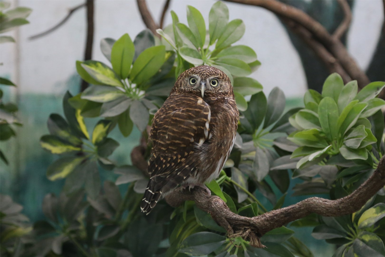 Asian Barred Owlet (Glaucidium cuculoides)