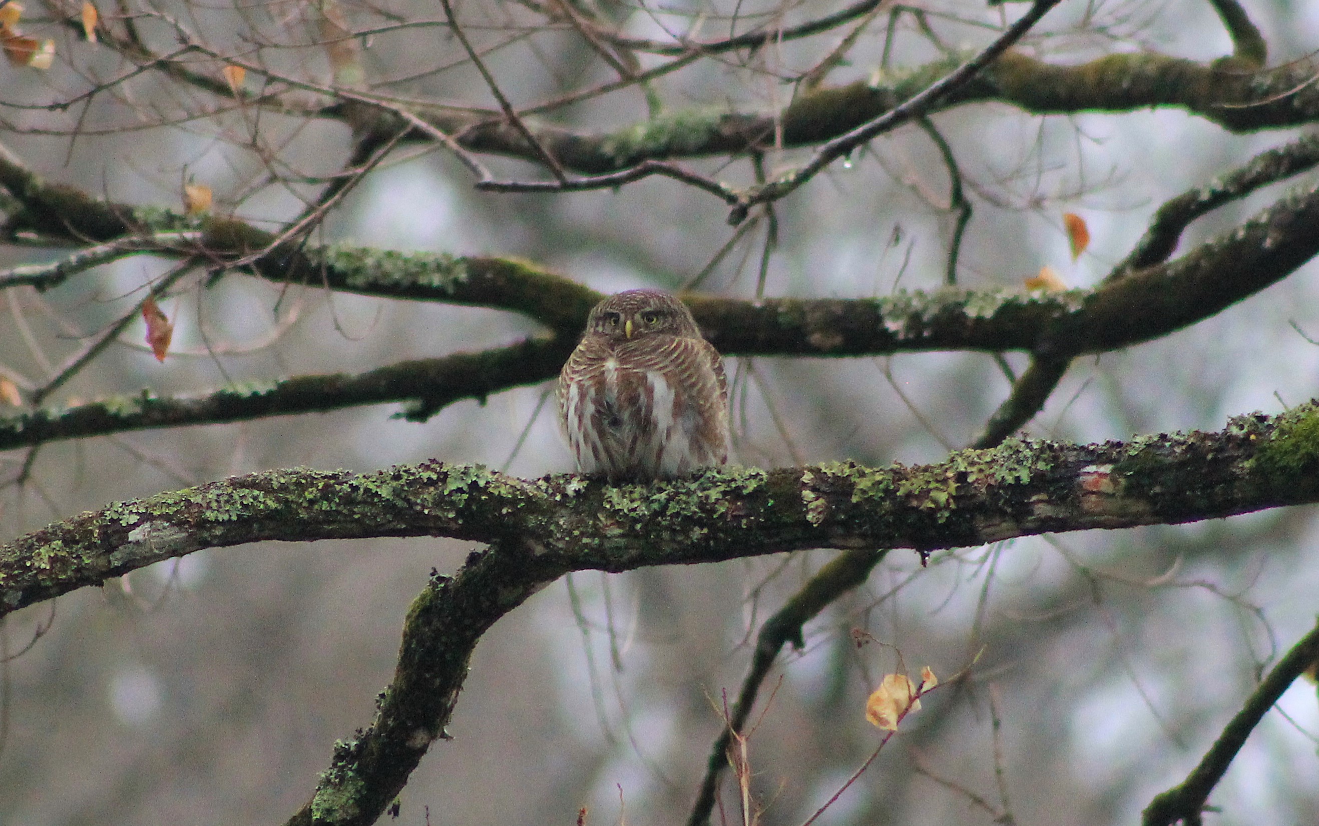 Asian Barred Owlet (Glaucidium cuculoides)