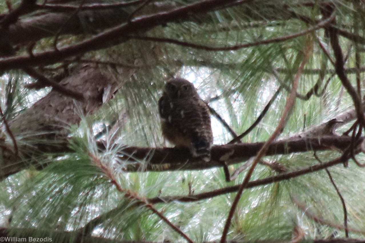 Asian Barred Owlet - Mount Lang Biang