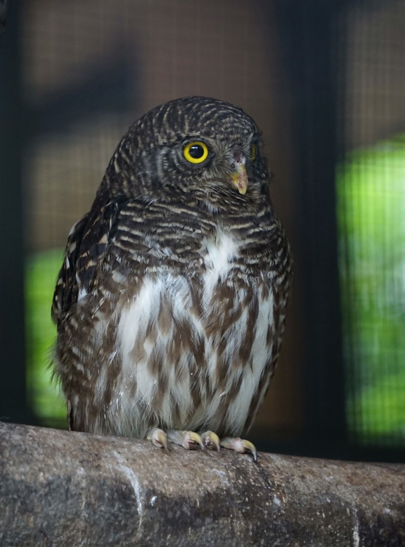 Asian barred owlet