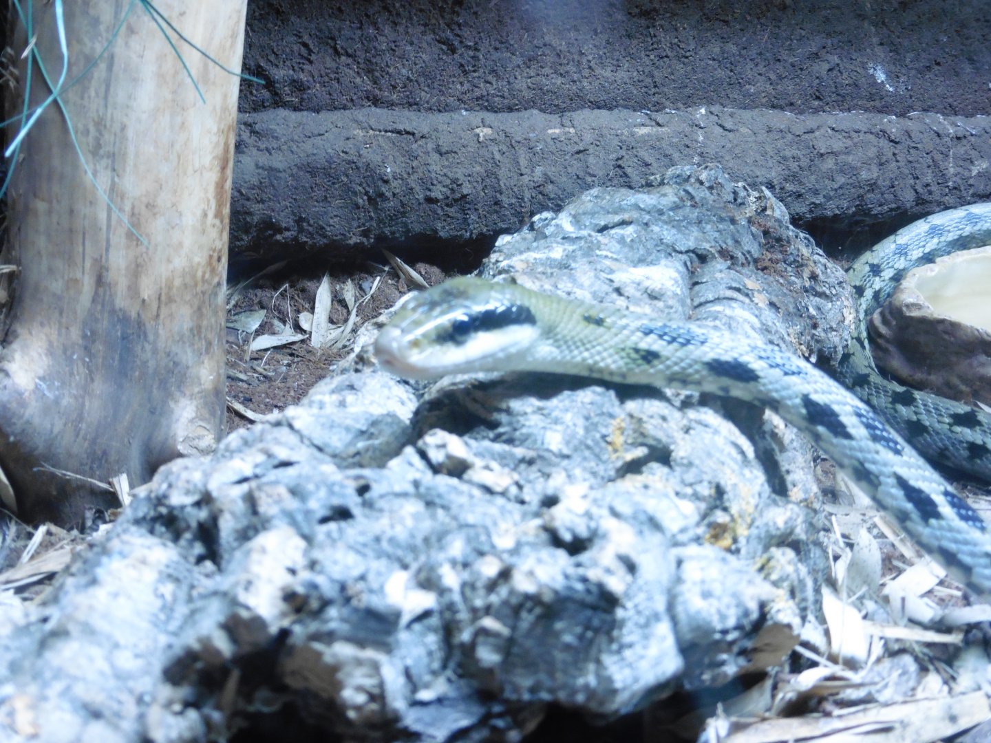 Asian Beauty Snake (elaphe taenilira)