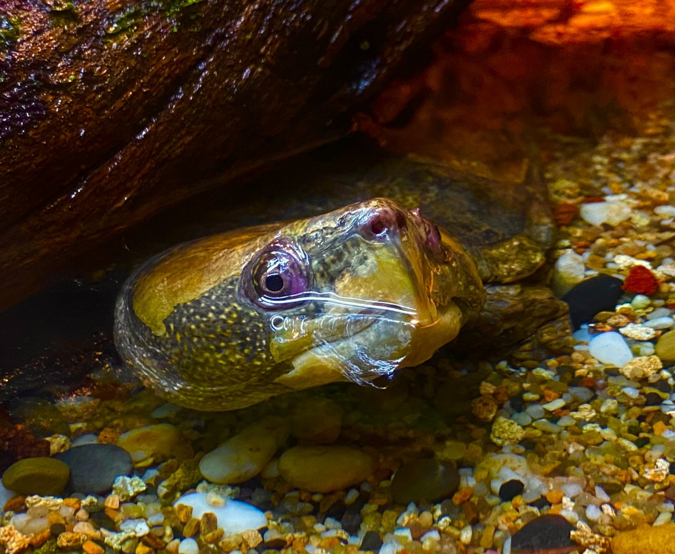 Asian big-headed turtle (Platysternon megacephalum)