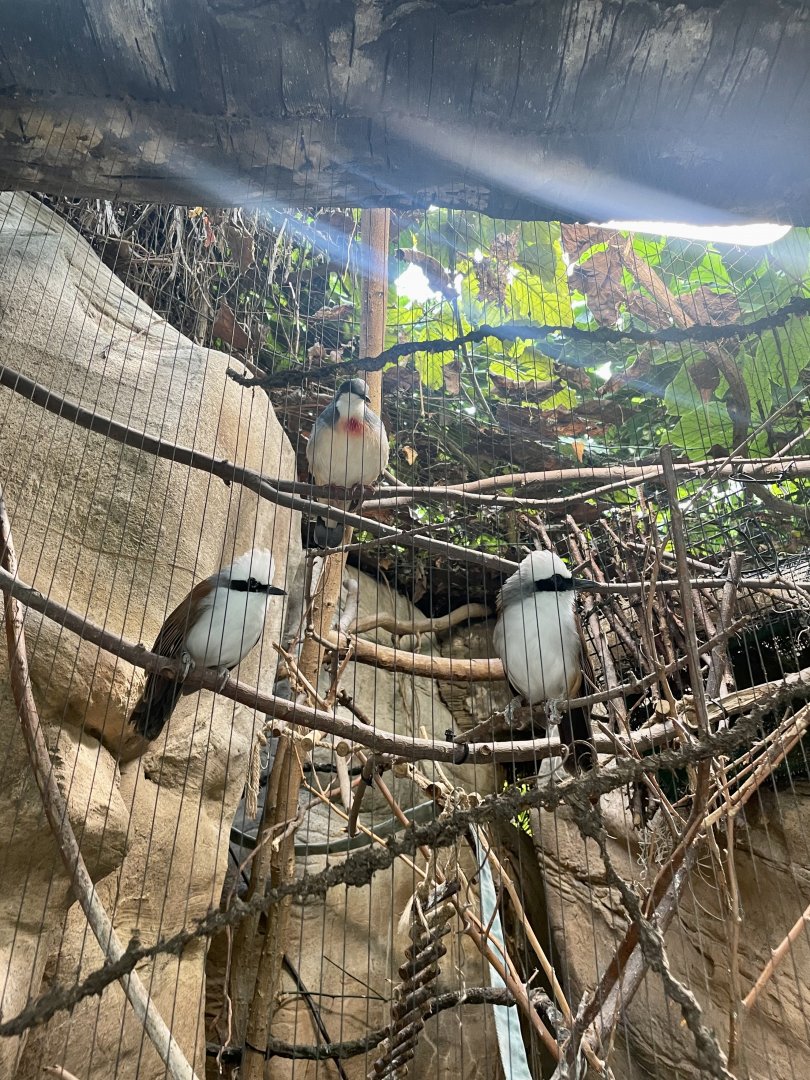 Asian Bird Exhibit