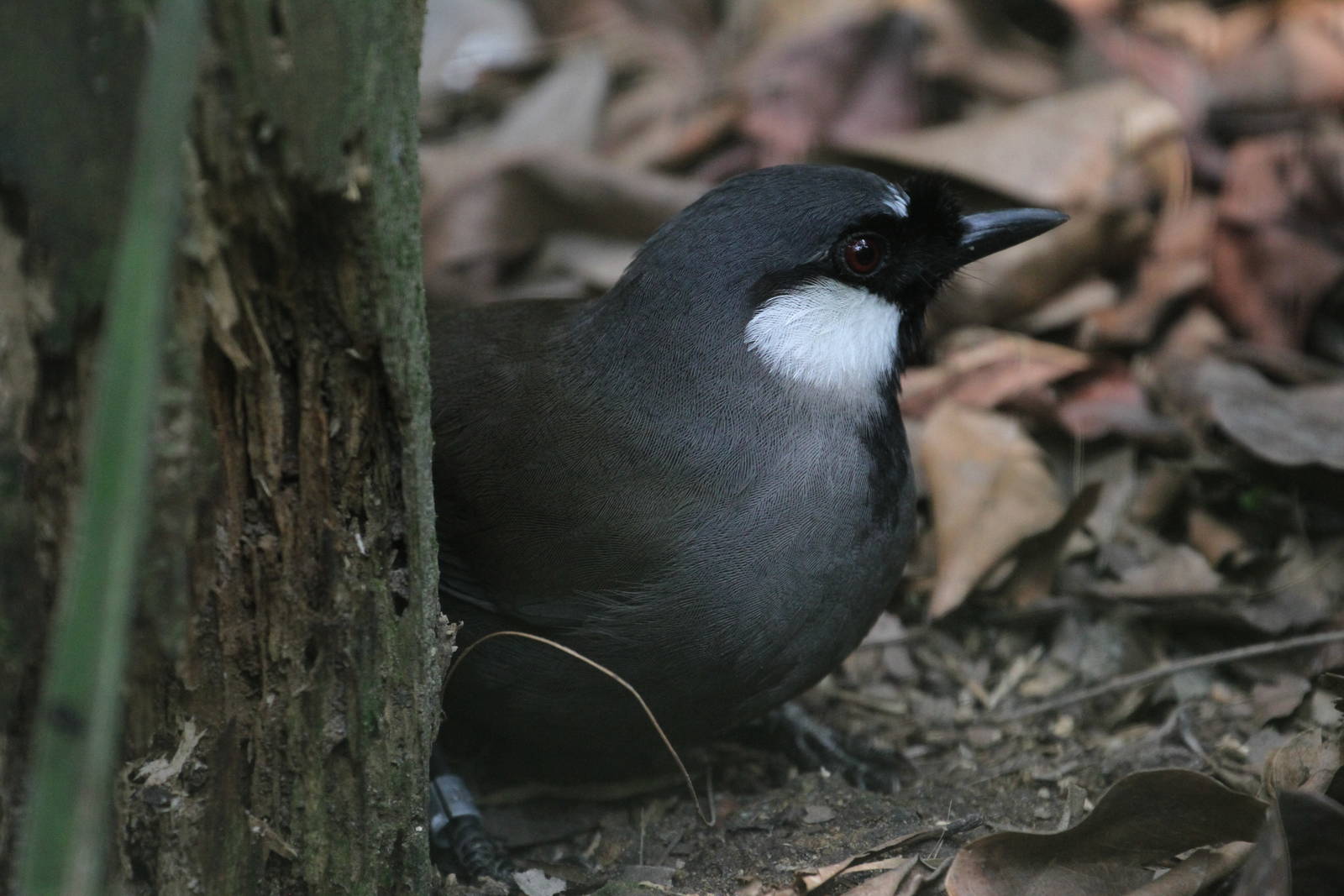 Asian Bird ID Please