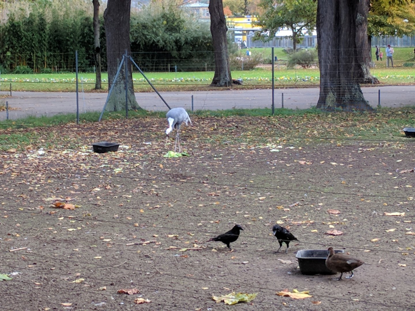 Asian birds Enclosure