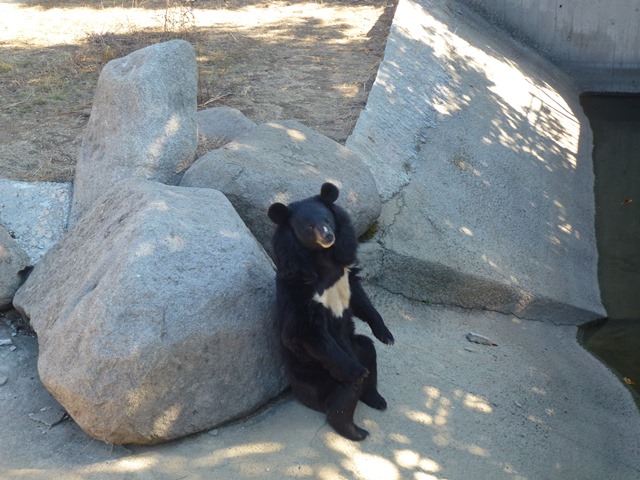 Asian black bear 15.9.13