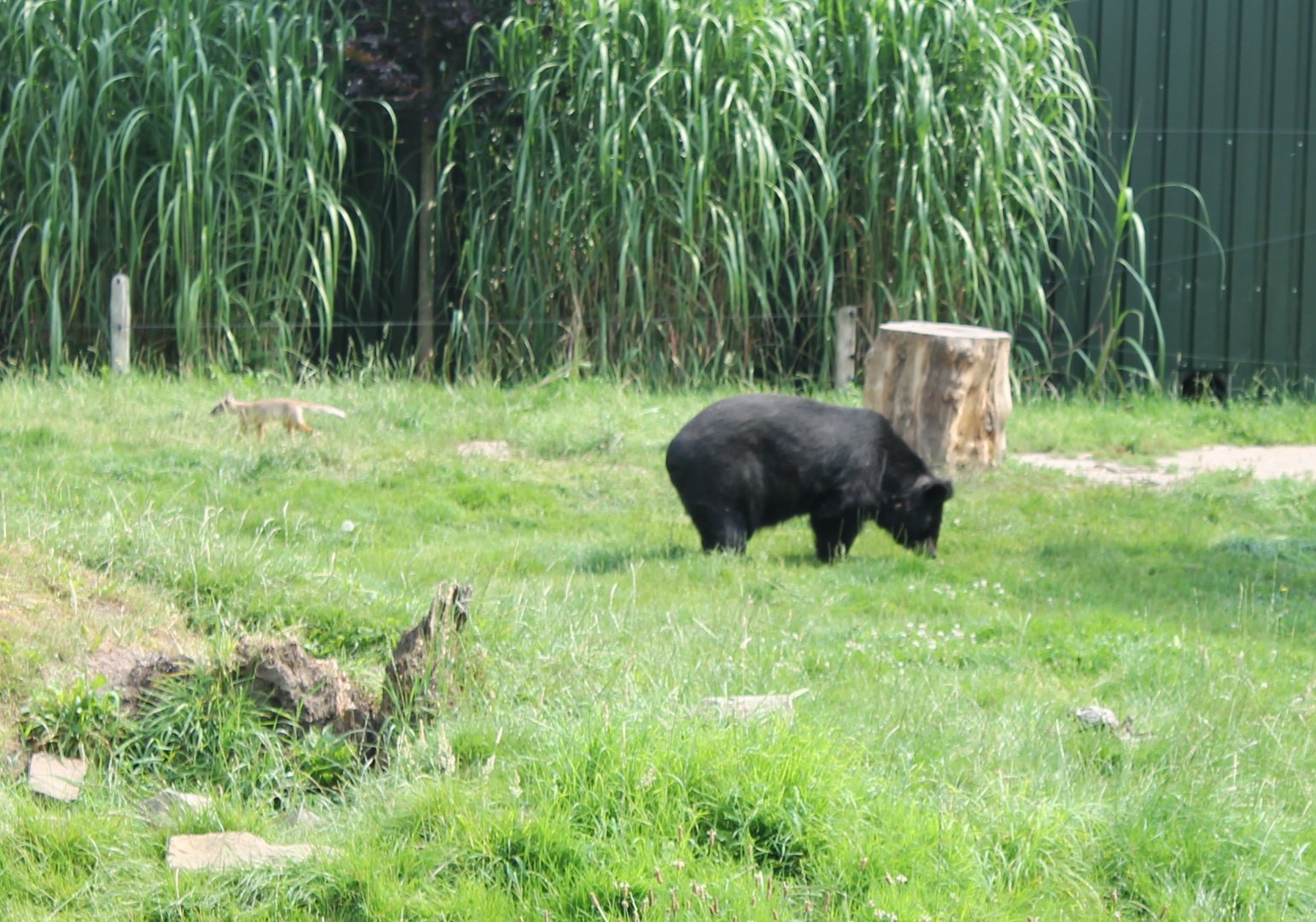 Asian black bear and Corsac fox