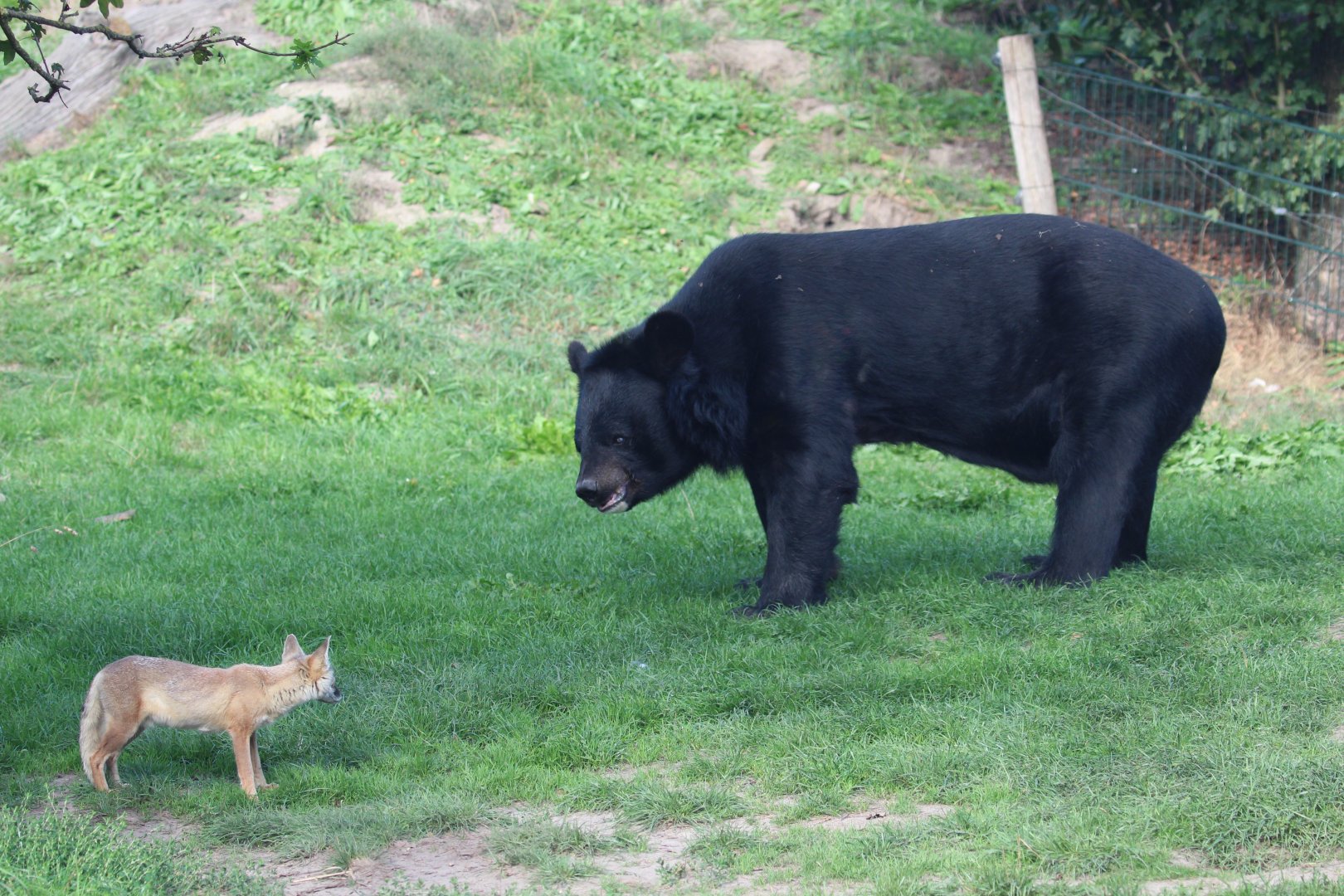 Asian Black Bear, and Corsac Fox