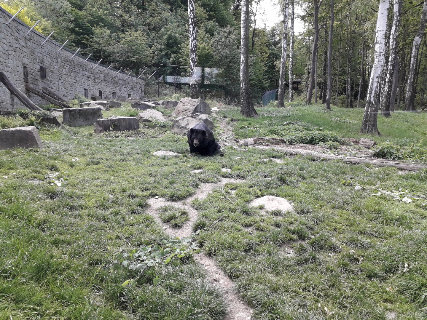 Asian black bear and Hanuman langur's exhibit