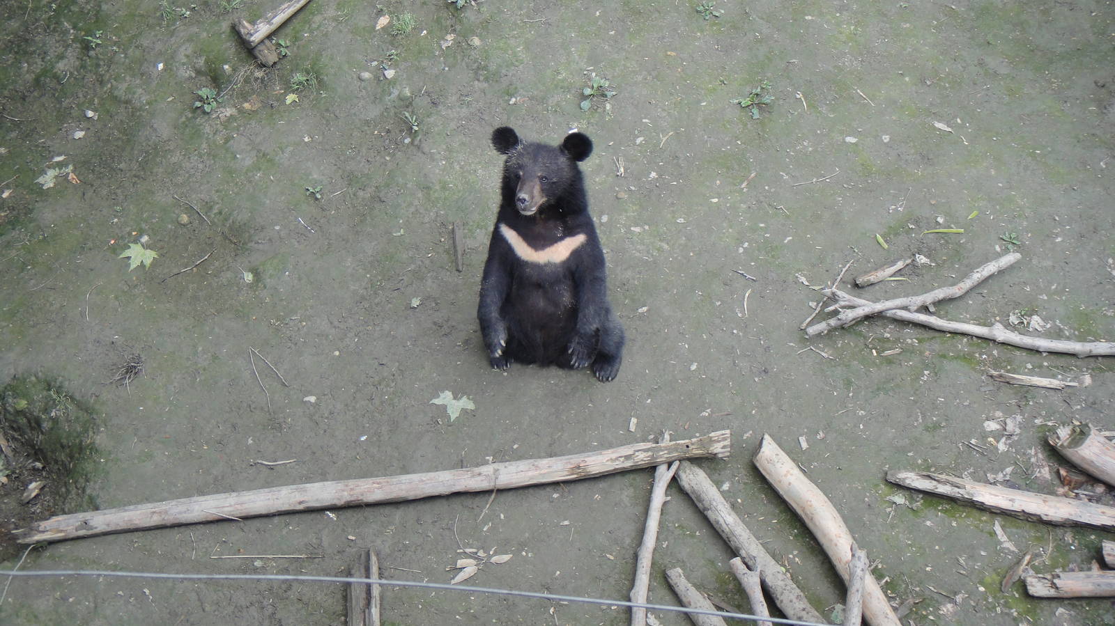 Asian black bear at Chengdu zoo 2012-5-11