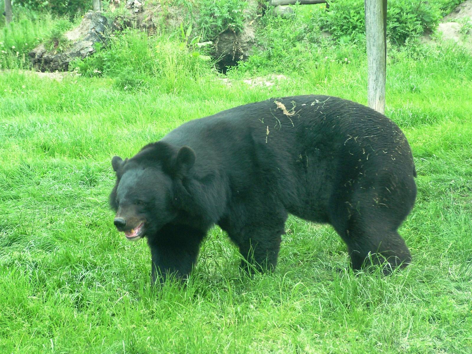 Asian Black Bear at Dierenrijk, 31/05/12