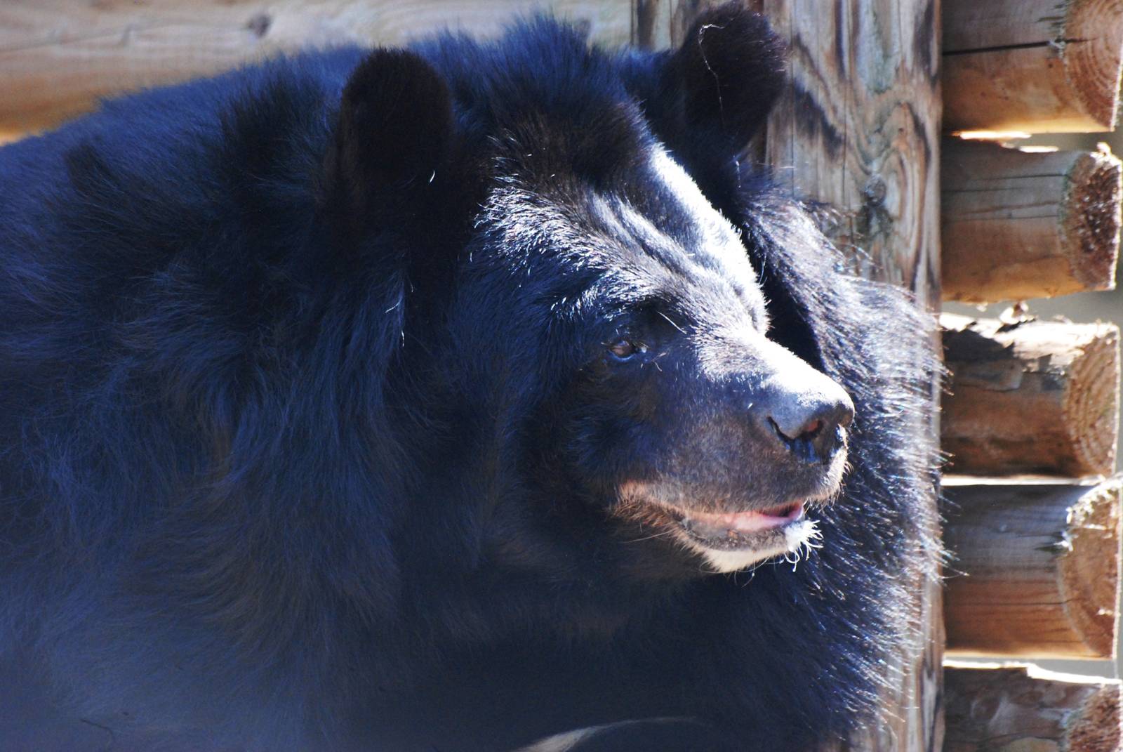 Asian Black Bear at Dudley, 14/07/13