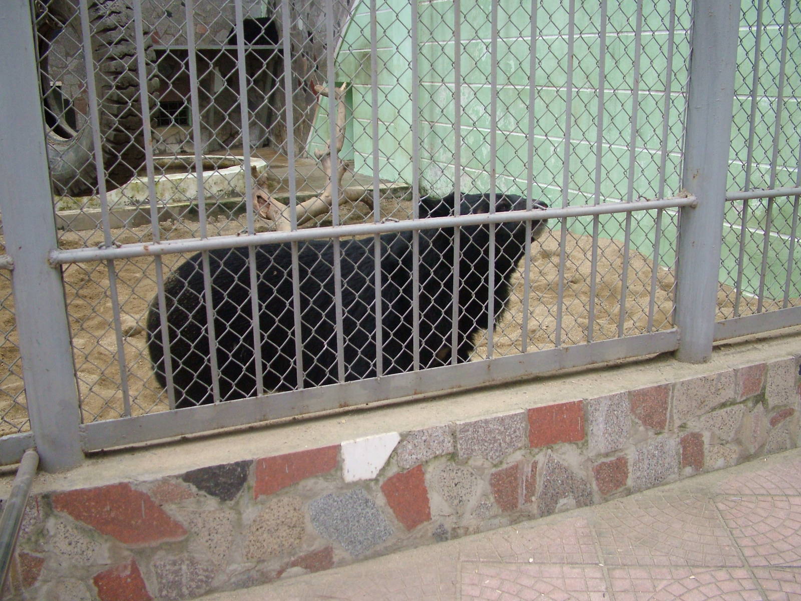 Asian Black Bear at Hanoi Zoo, 15/03/12