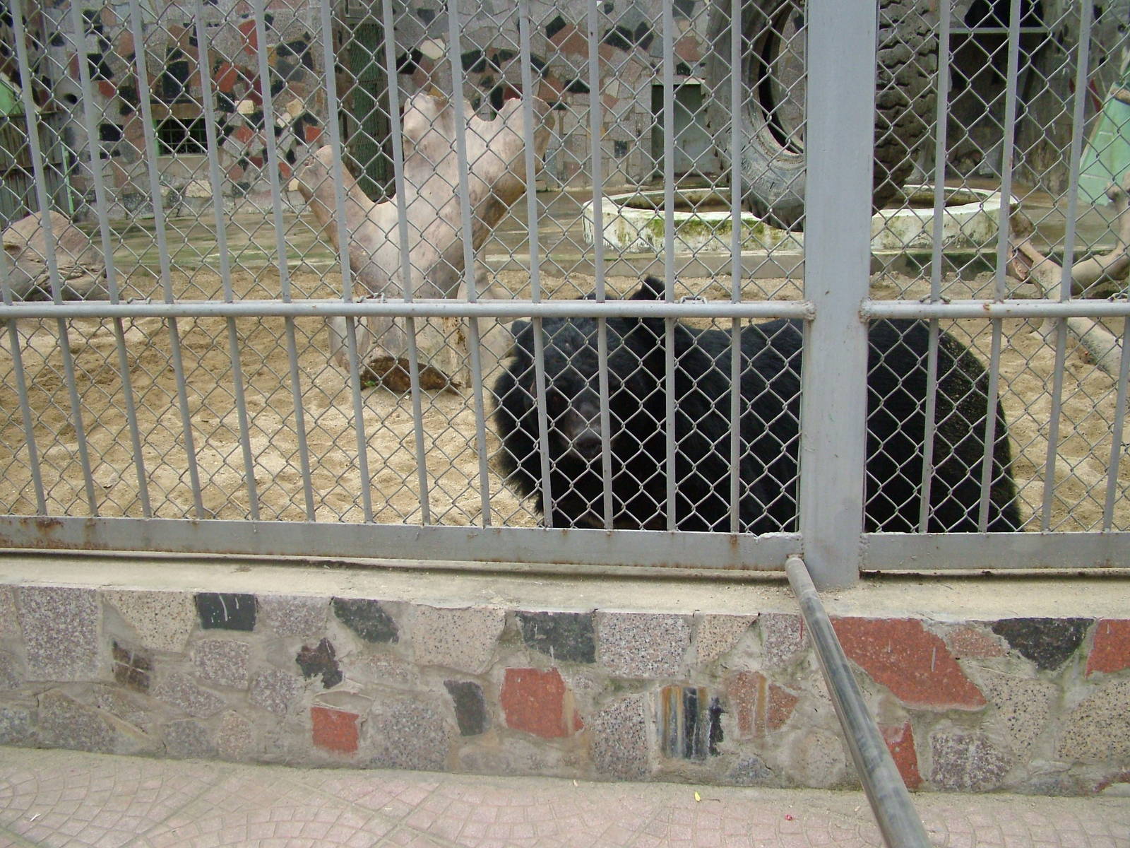 Asian Black Bear at Hanoi Zoo, 15/03/12