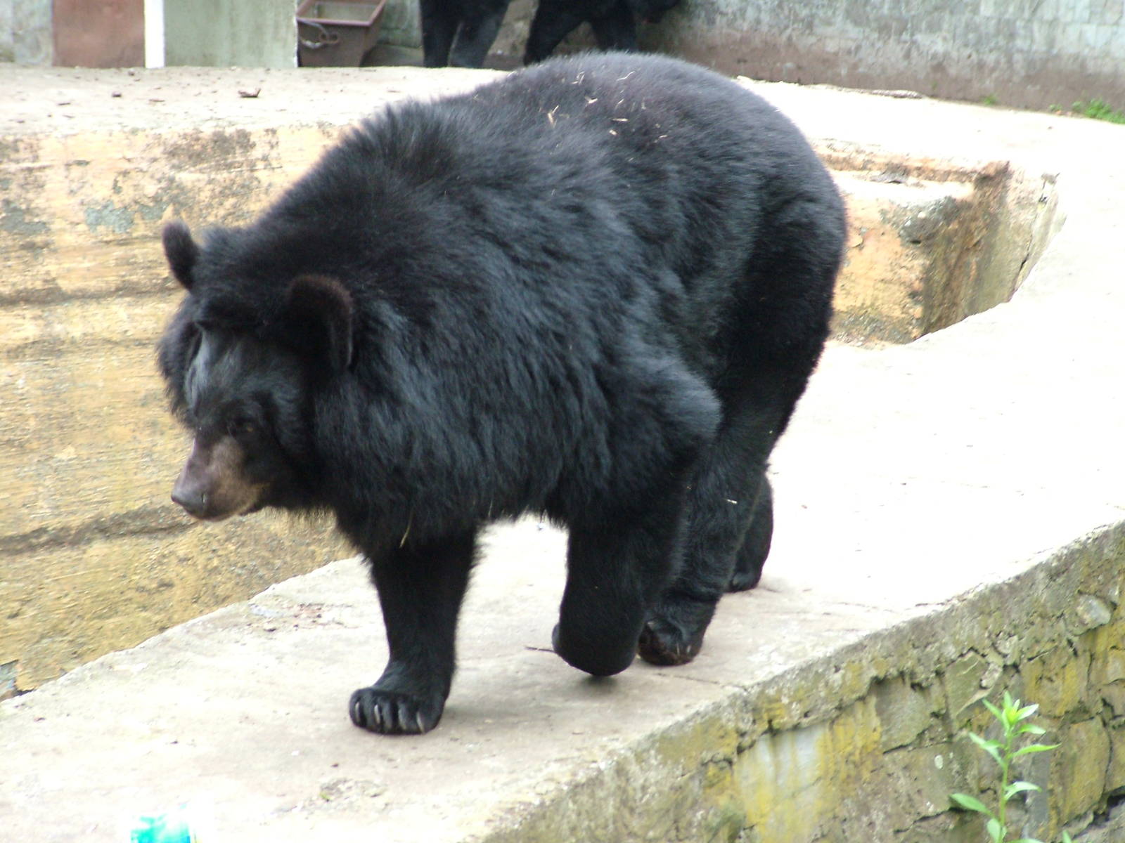 Asian Black Bear at Ostrava, 29/05/10