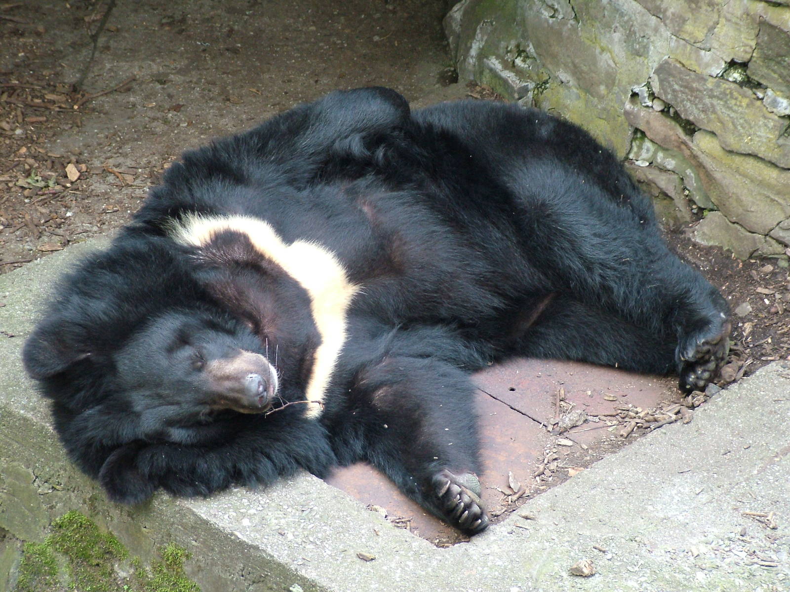 Asian Black Bear at Ostrava, 29/05/10