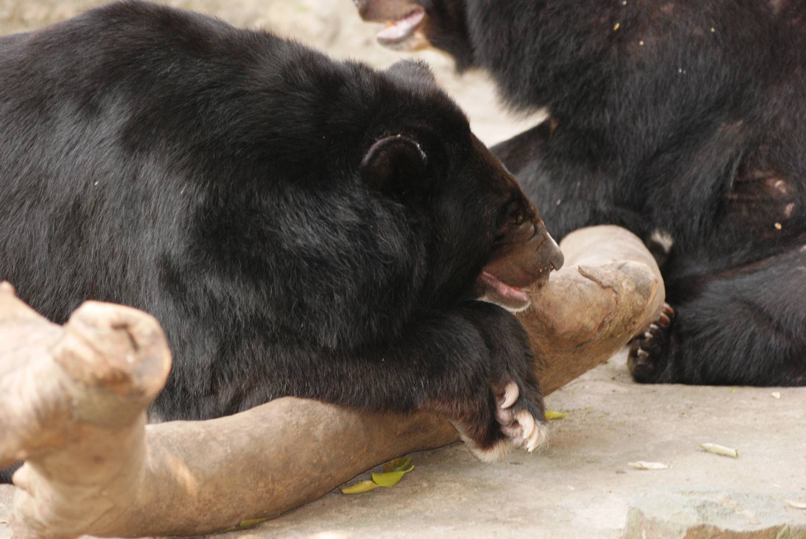 Asian Black Bear at Saigon Zoo, 16/03/12