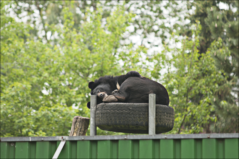 Asian black bear at Thüle