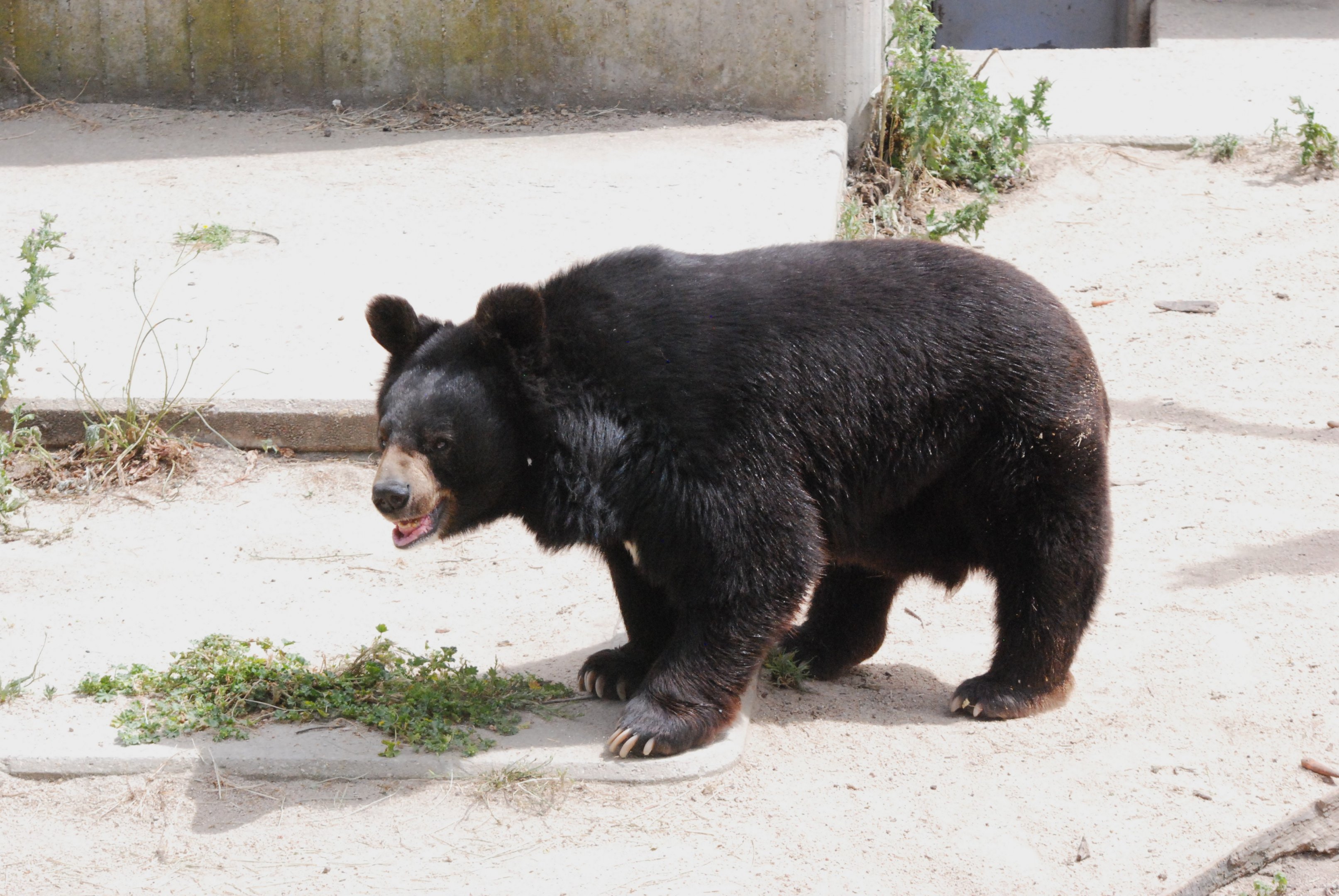 Asian Black Bear at Zoo Aquarium de Madrid, 20th May 2022