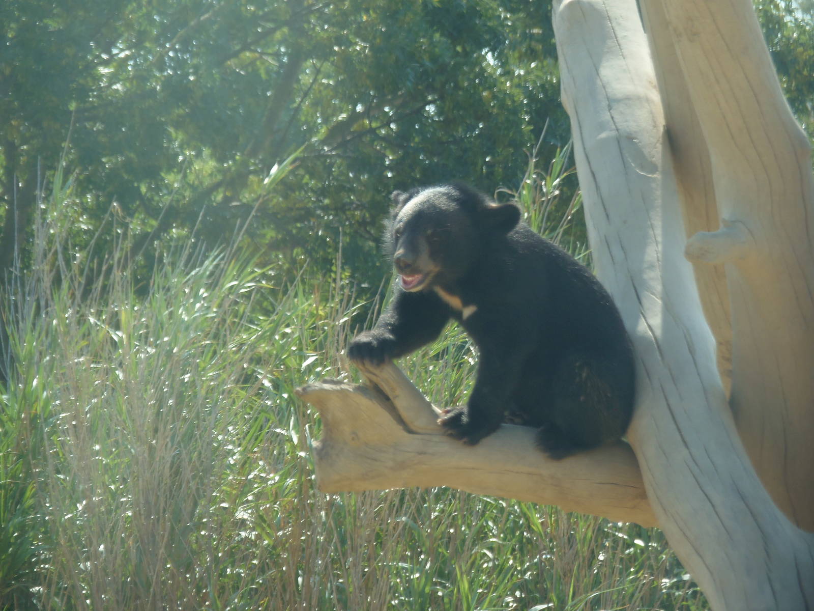 asian black bear cub