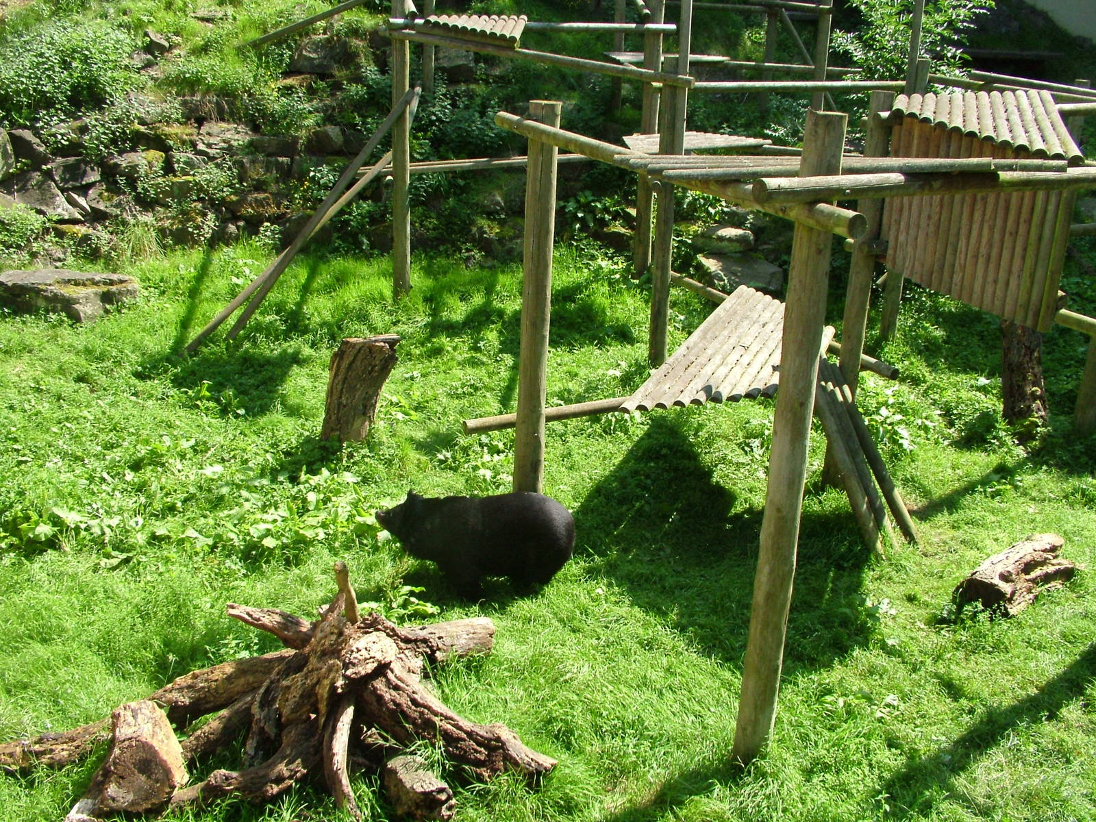 Asian Black Bear enclosure at Dudley 09/08/09