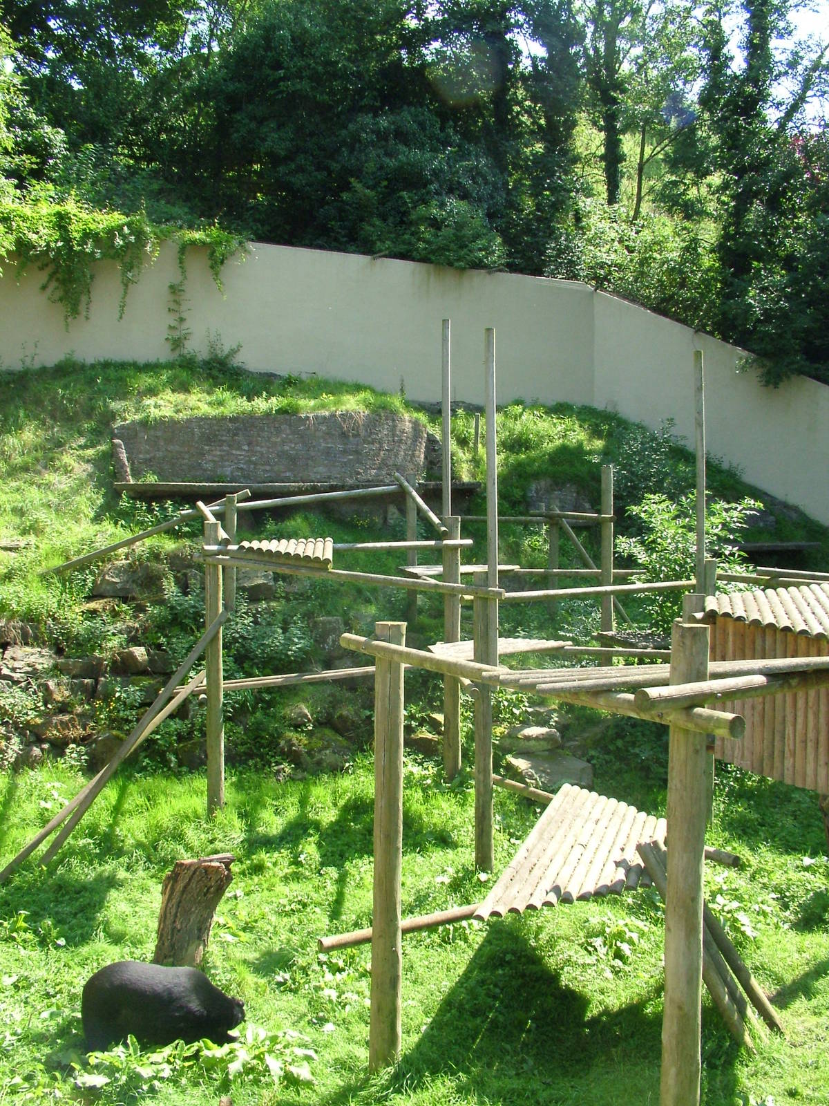 Asian Black Bear enclosure at Dudley 09/08/09